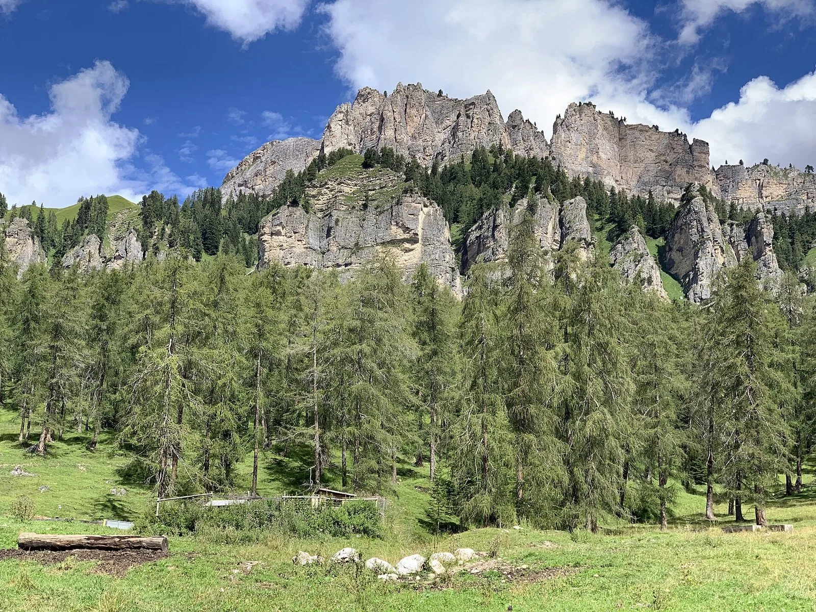 Bosco di larici sui prati di Lariéto, sopra Cortina d'Ampezzo, sotto le pareti rocciose del Pomagagnon in estate